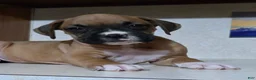 Boxer dogs for sale: Kodi - Ad 3