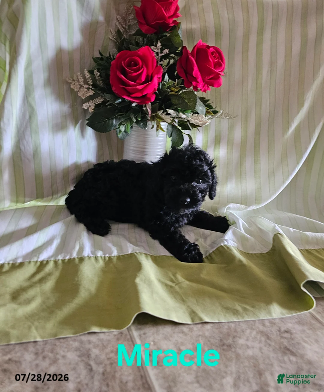 Toy Poodle dogs for sale: Miracle - Ad 1