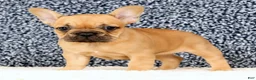 French Bulldog dogs for sale: Bethany - Ad 7
