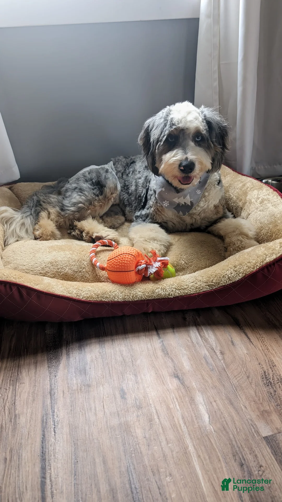 Gallery Image {{count}}