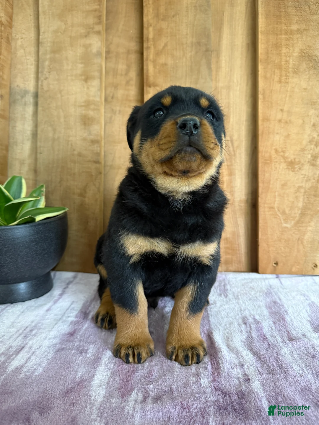Rottweiler dogs for sale: Lucas - Ad 13