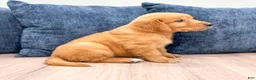 Golden Retriever dogs for sale: Champ - Ad 4