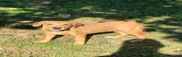 Mixed Breed dogs for sale: Nora - Ad 3