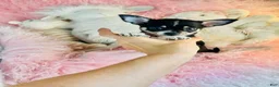 Chihuahua dogs for sale: Chihuahua 1 - Ad 3