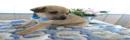 Chihuahua dogs for sale: Chihuahua Puppy 2 Mini - Ad 2