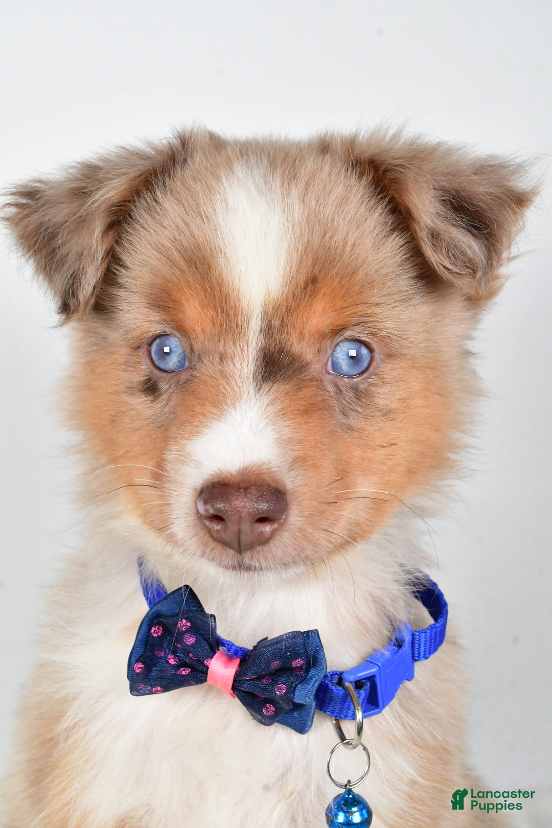 Miniature Australian Shepherd dogs for sale: Patrick - Ad 2