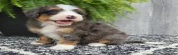 Mini Bernedoodle dogs for sale: Mini Daisy - Ad 7