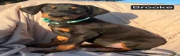 Doberman Pinscher dogs for sale: Bella WEEKEND SPECIAL $250 OFF! - Ad 14