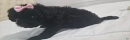 Yorkiepoo dogs for sale: Yorkiepoo 6 Pink Collar Sm - Ad 19