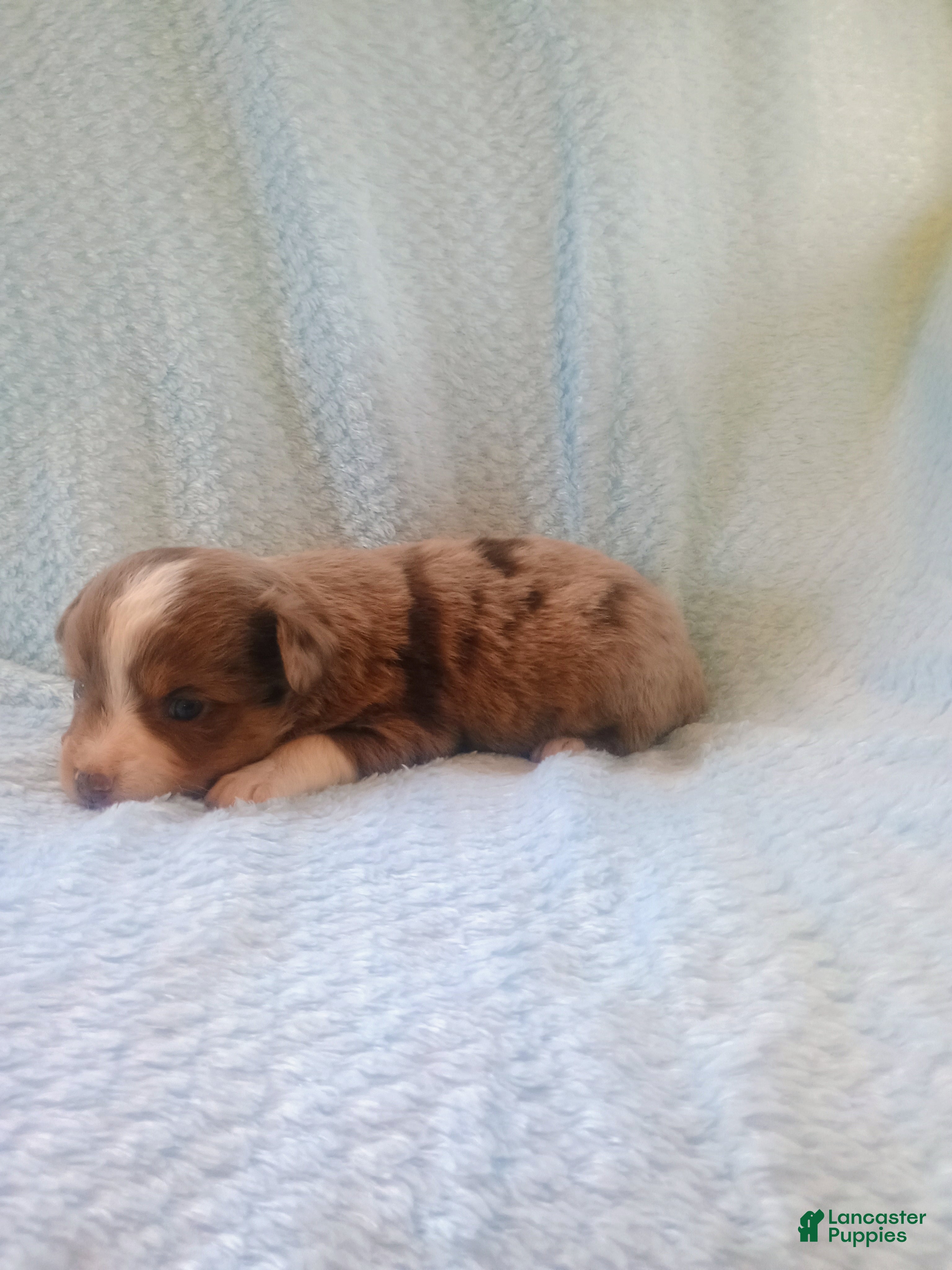 Toy Australian Shepherd dogs Toy Australian Shepherd Puppy 2 - Ad 2