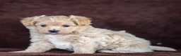 Maltipoo dogs for sale: Sophie Maltipoo Puppy  - Ad 1