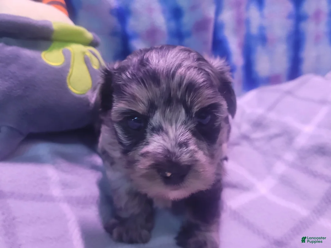 Gallery Image {{count}}