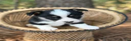 Mixed Breed dogs for sale: Black Girl 1 - Ad 10