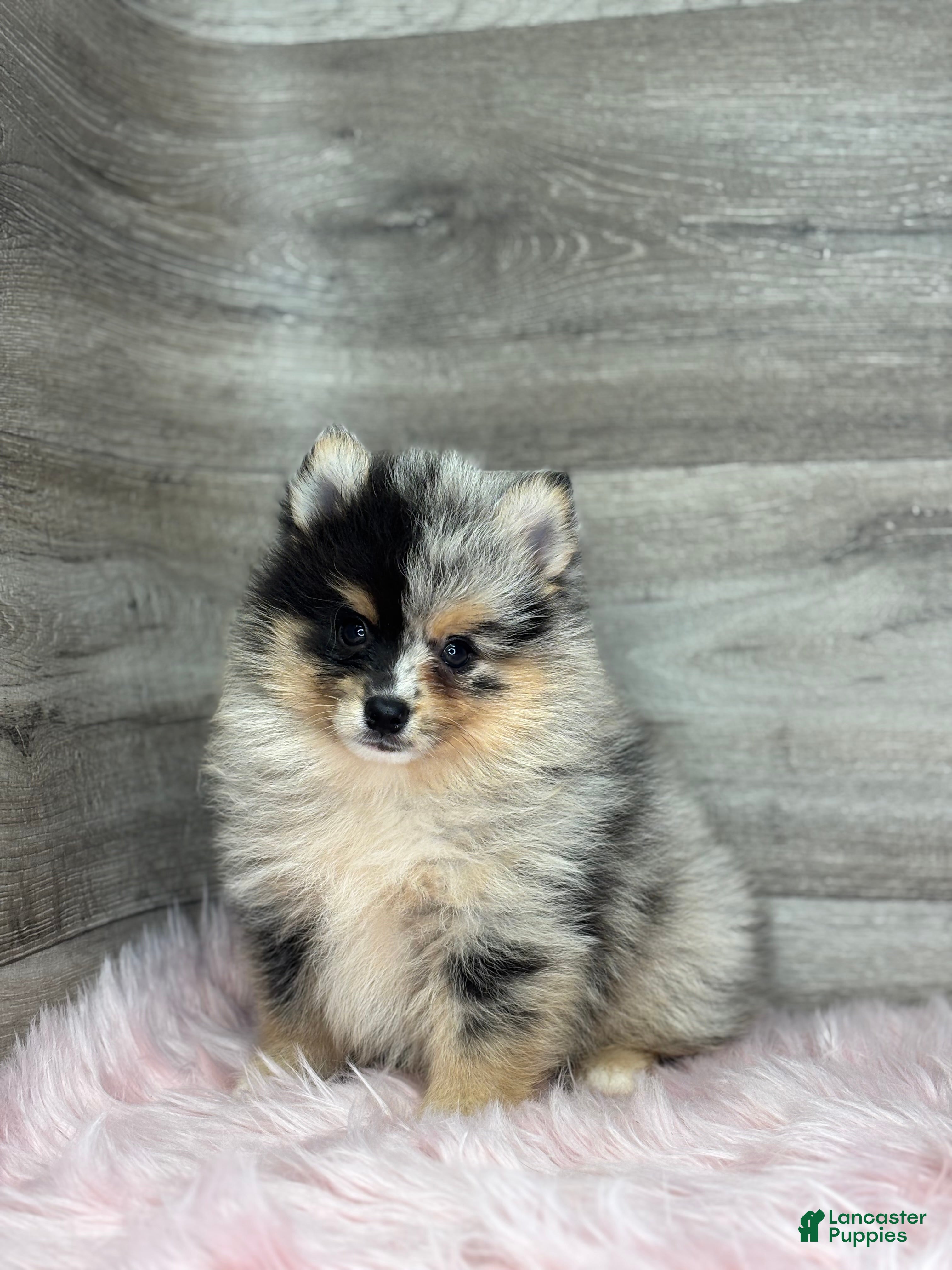 Pomsky dogs Stetson - Ad 2