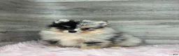 Pomsky dogs for sale: Stetson - Ad 2