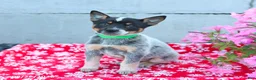 Australian Cattle Dog dogs for sale: Amber - Ad 3