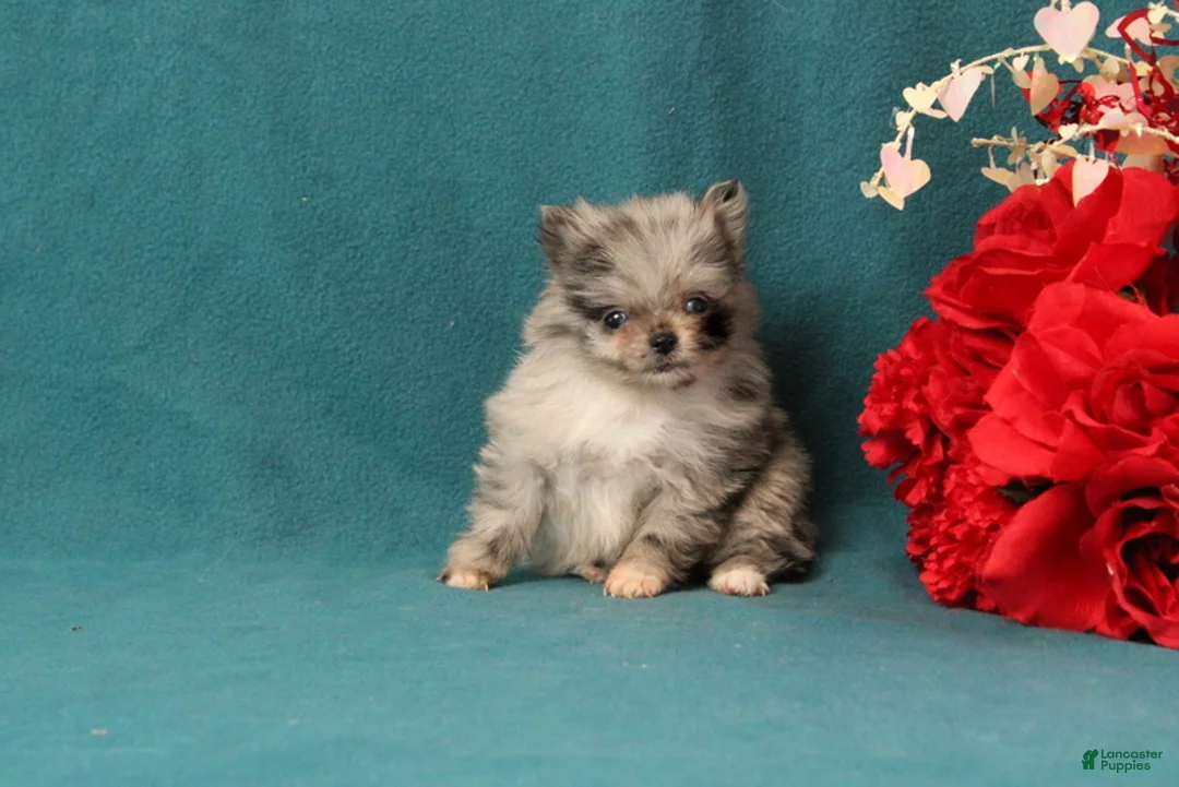 Pomeranian dogs for sale: Tessa - Ad 1