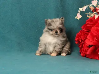 Pomeranian dogs Tessa - Ad 41