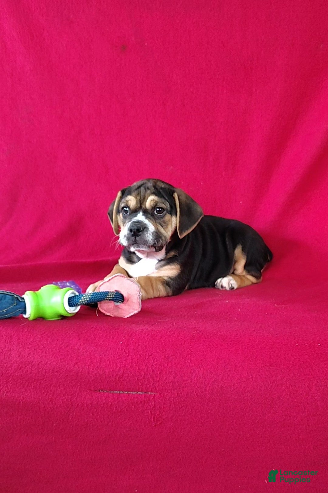 Beabull dogs Sandy - Ad 2