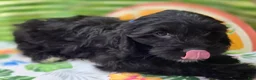 Cavapoo dogs for sale: Trigger - Ad 3