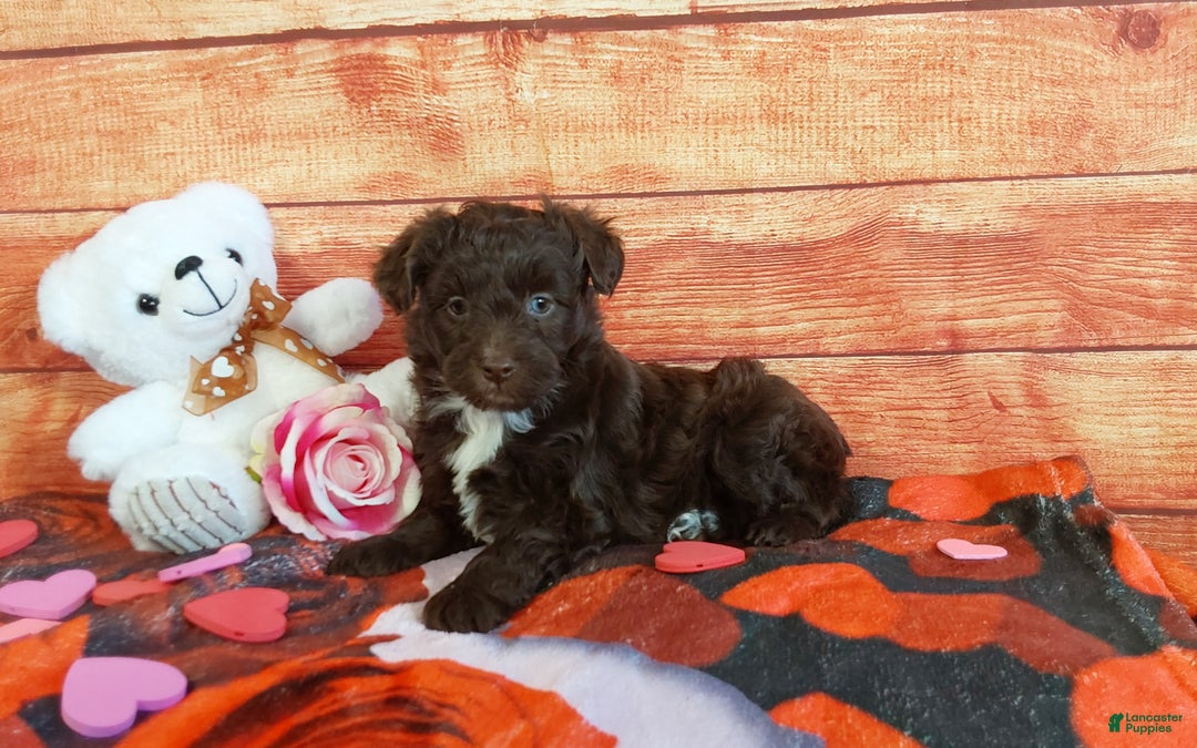 Aussiedoodle dogs for sale: Aussiedoodle Puppy 3 - Ad 2