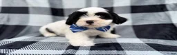 Shih Tzu dogs for sale: Simon - Ad 2