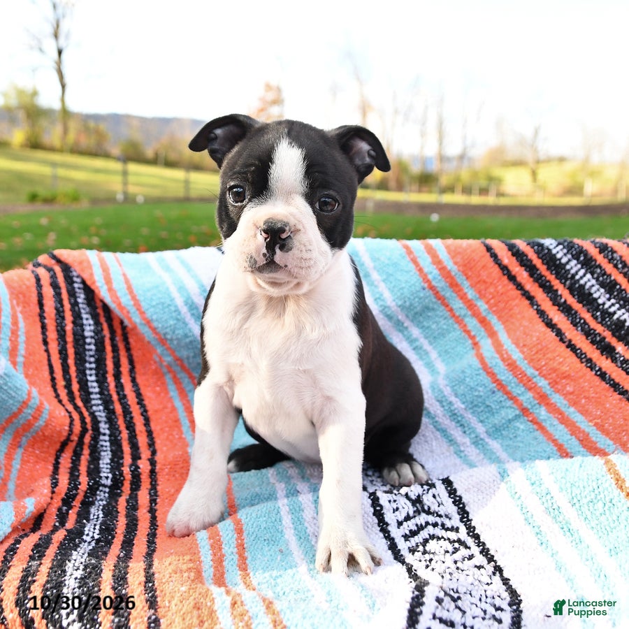 Boston Terrier dogs for sale: Nora - Ad 2