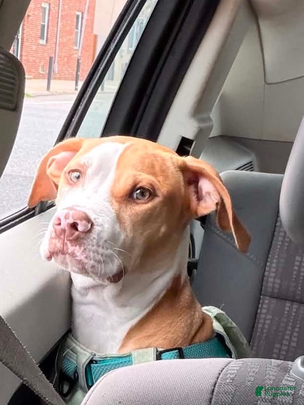 American Pit Bull Terrier dogs American Pit Bull Terrier 1 - Ad 1