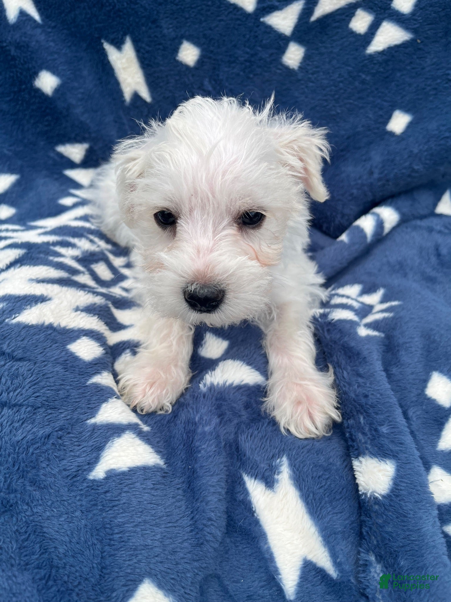 Miniature Schnauzer dogs AkcCooper - Ad 1