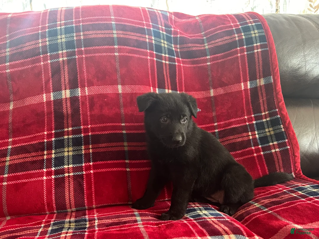 German Shepherd dogs for sale: Cody/Willow Light Blue - Ad 6