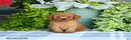 Mini Goldendoodle dogs for sale: Krista - Ad 3