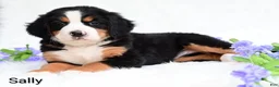 Bernese Mountain Dog dogs for sale: Sally  - Ad 6
