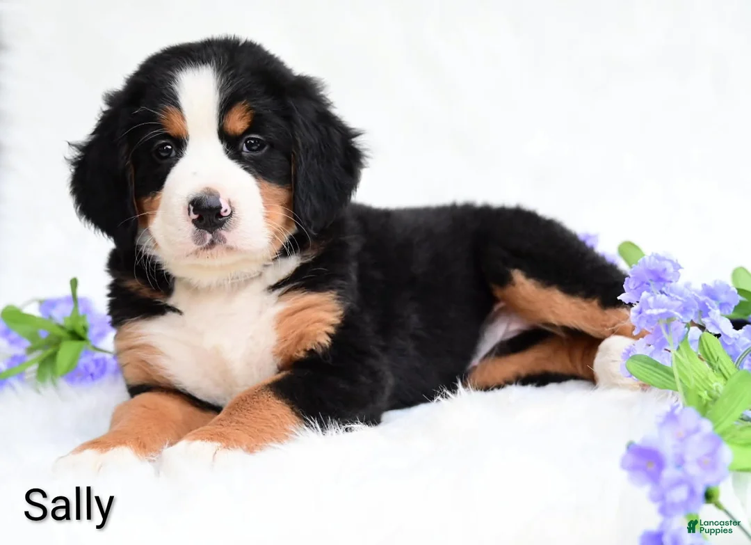 Bernese Mountain Dog dogs for sale: Sally  - Ad 6