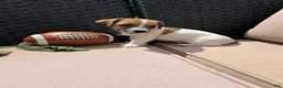 Jack Russell Terrier dogs for sale: Toby - Ad 2