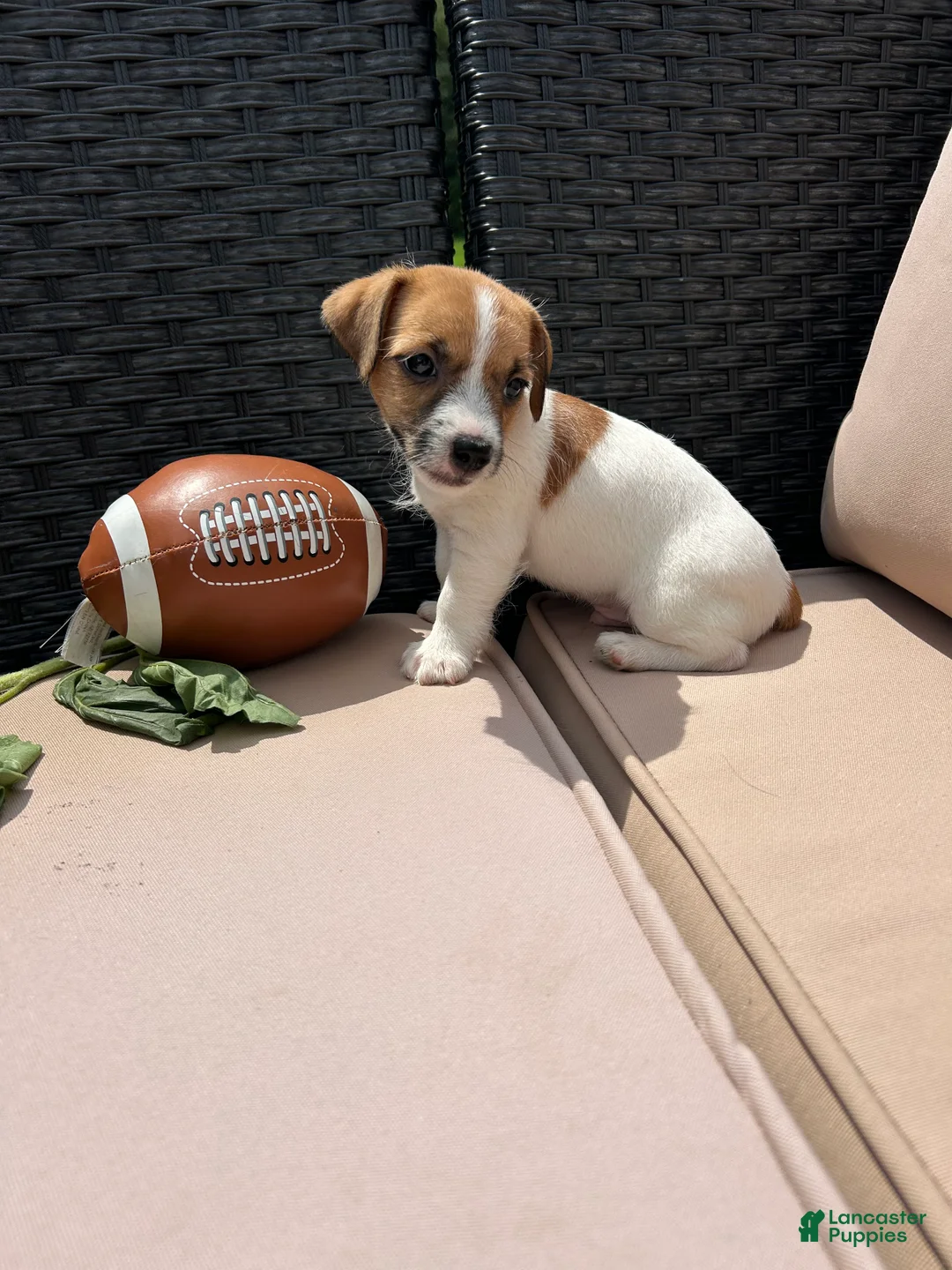 Jack Russell Terrier dogs for sale: Toby - Ad 2