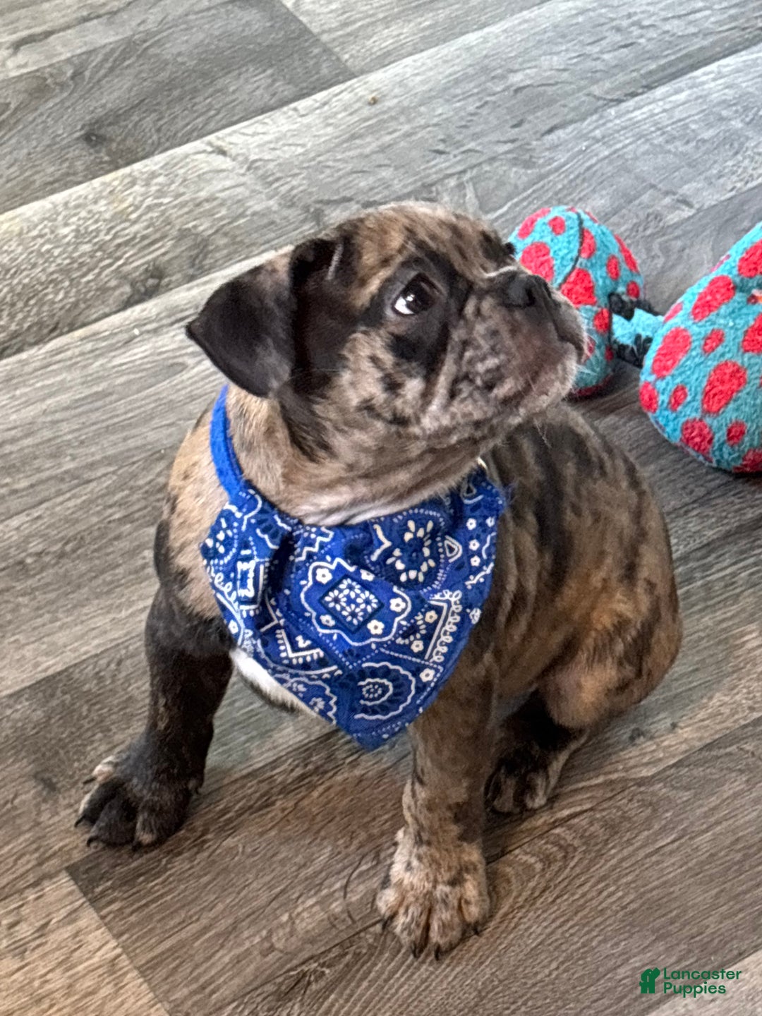 French Bulldog dogs for sale: French Bulldog Puppy 1 - Ad 3