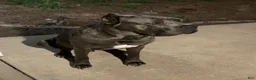 Cane Corso dogs for sale: Cane Corso 3 - Ad 15