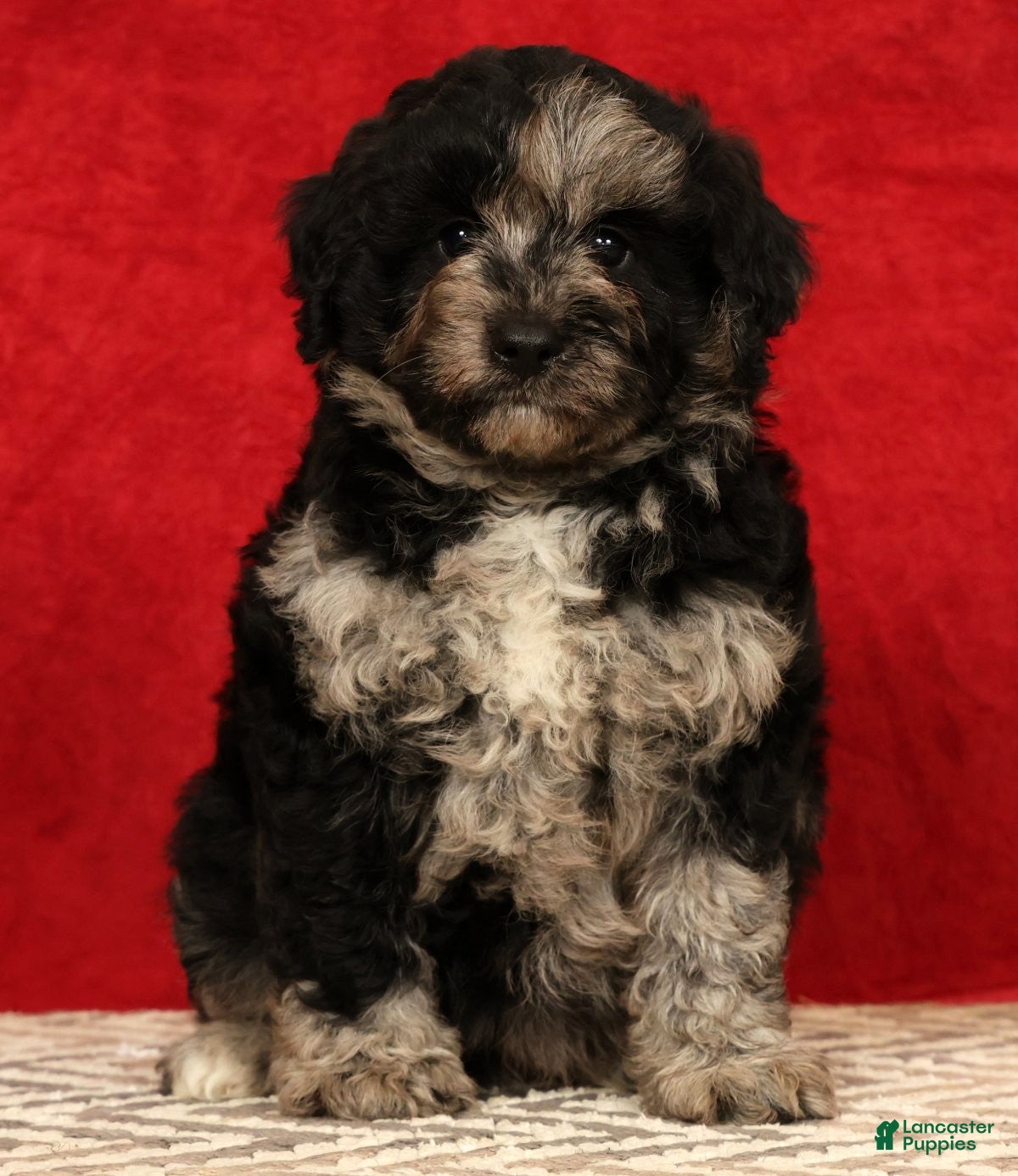 Mini Aussiedoodle dogs Snickers - Ad 1