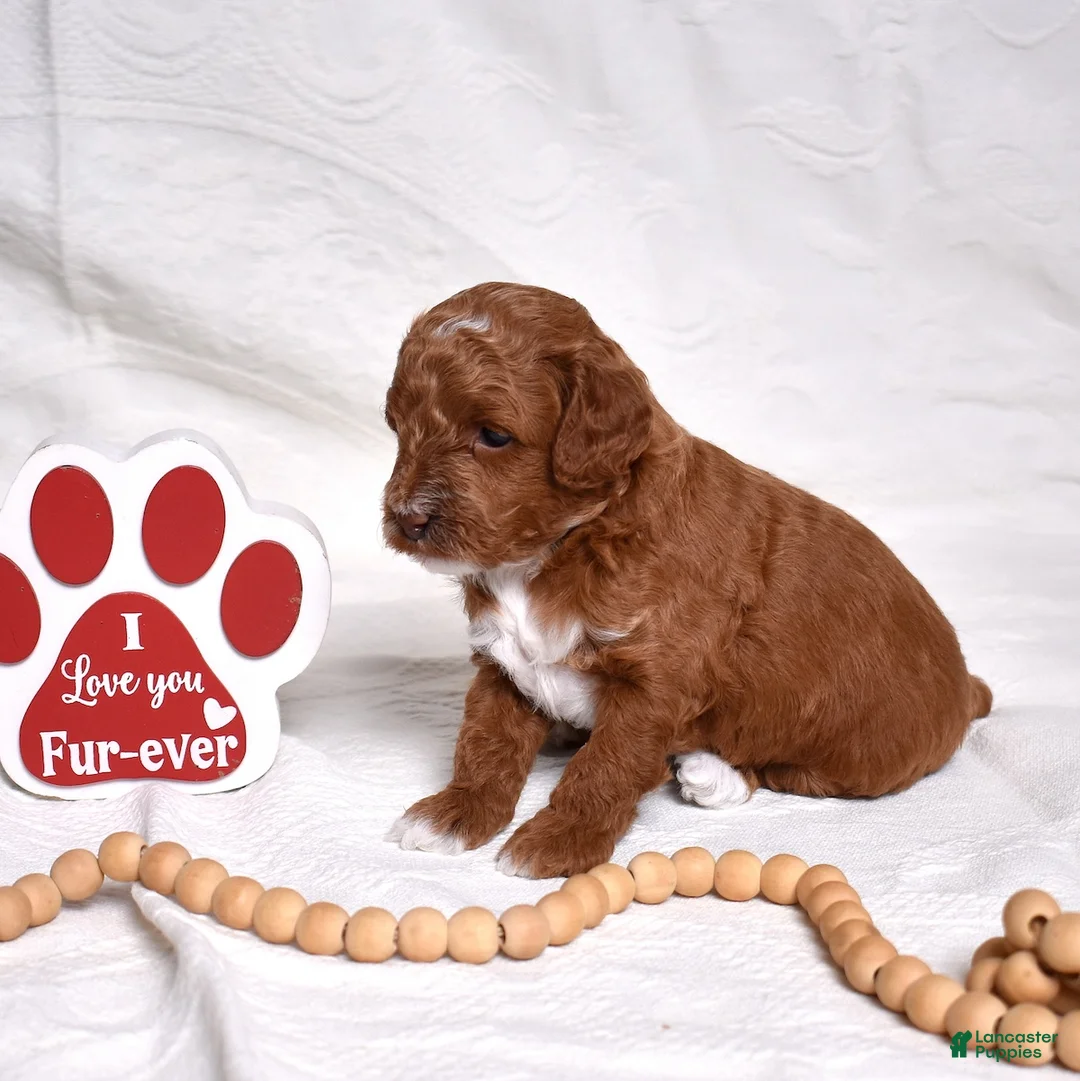 Miniature Poodle dogs for sale: Stanley  - Ad 5