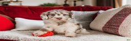 Mini Goldendoodle dogs for sale: Lucy - Ad 1