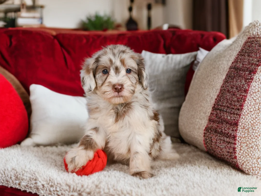 Mini Goldendoodle dogs for sale: Lucy - Ad 1
