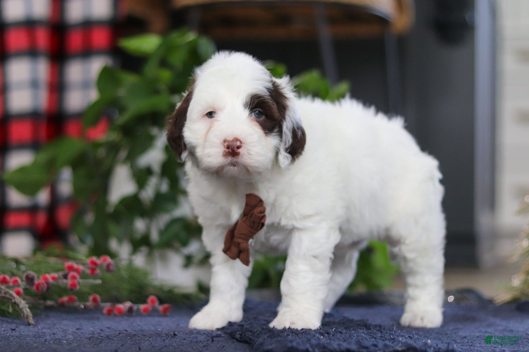 Portuguese Water Dog dogs for sale: Niko - Ad 4