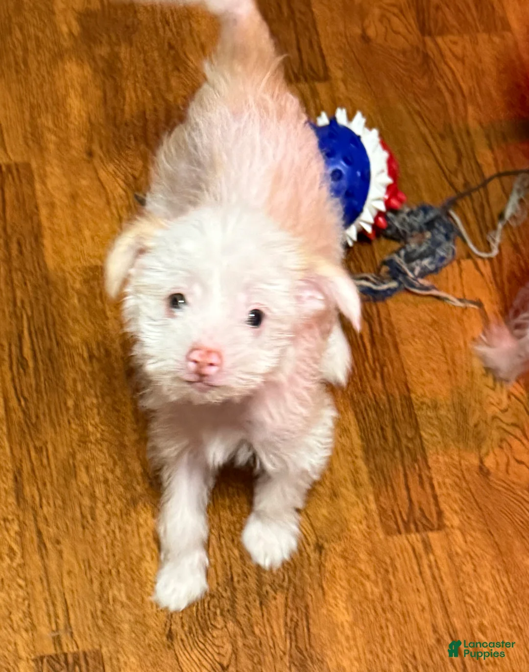 Chinese Crested dogs for sale: Chinese Crested Puppy 2 - Ad 2
