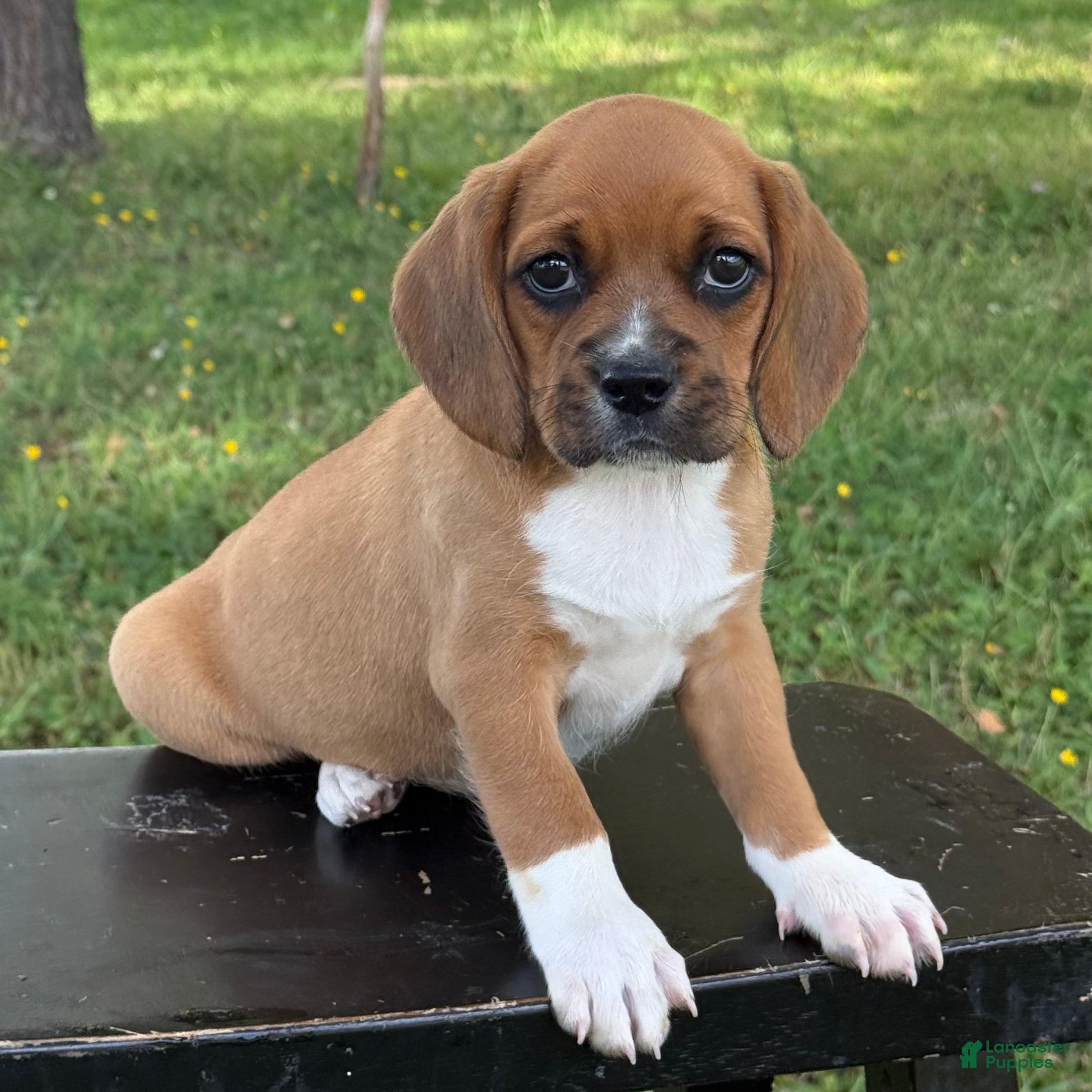 Puggle dogs Poppy - Ad 2