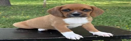Puggle dogs for sale: Poppy - Ad 2
