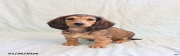 Miniature Dachshund dogs for sale: Janet - Ad 5