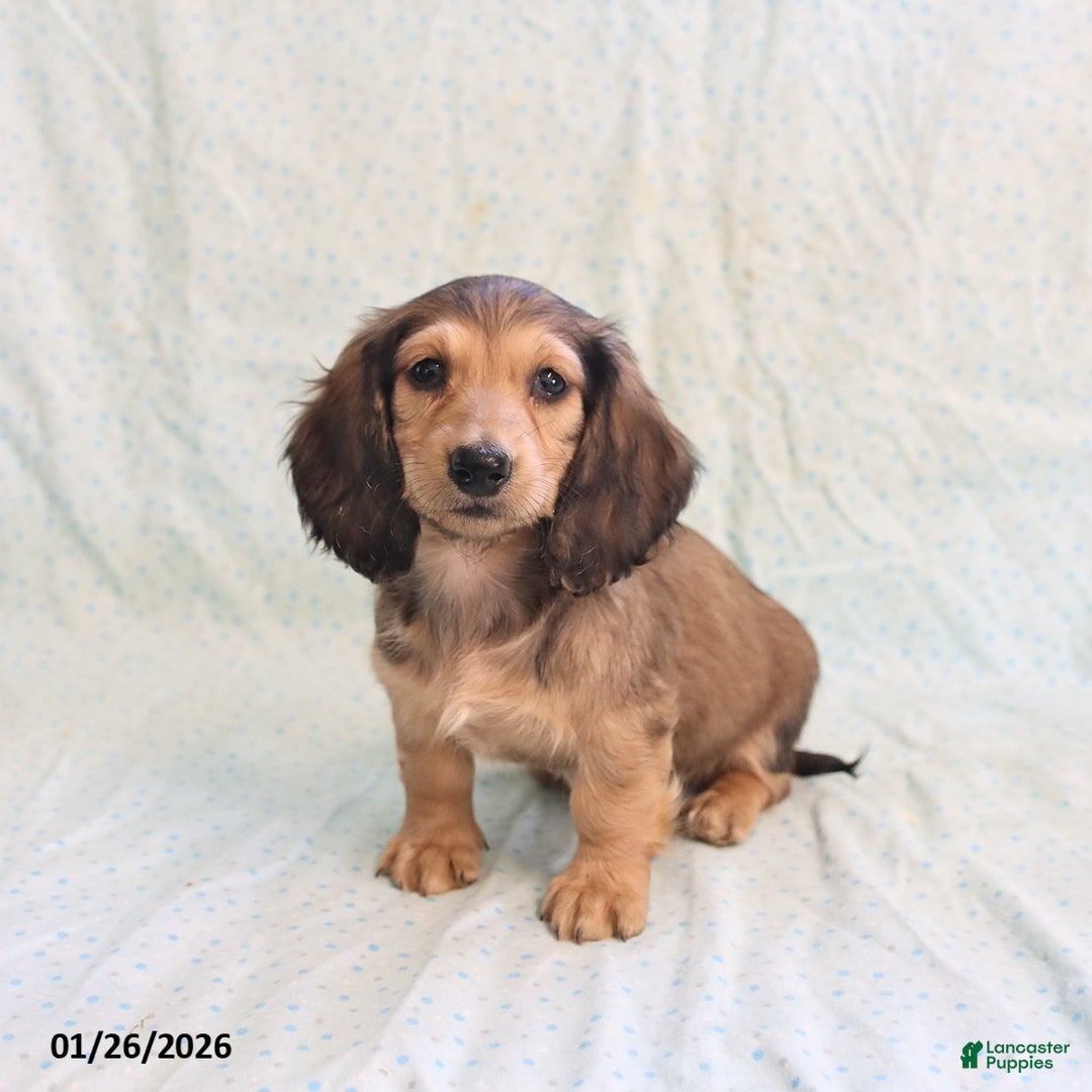 Miniature Dachshund dogs for sale: Janet - Ad 5