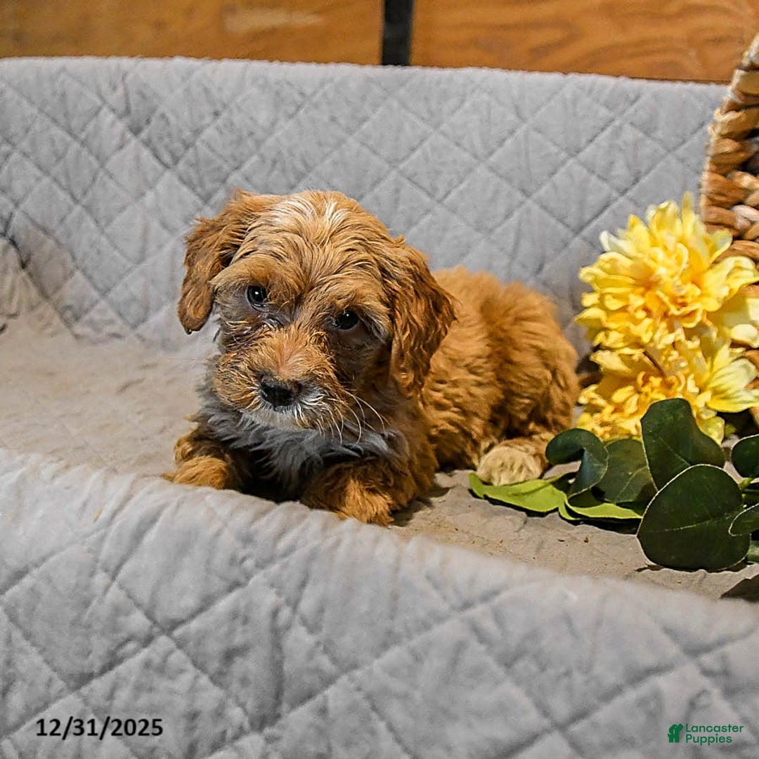 Mini Goldendoodle dogs for sale: Snowflake - Ad 3