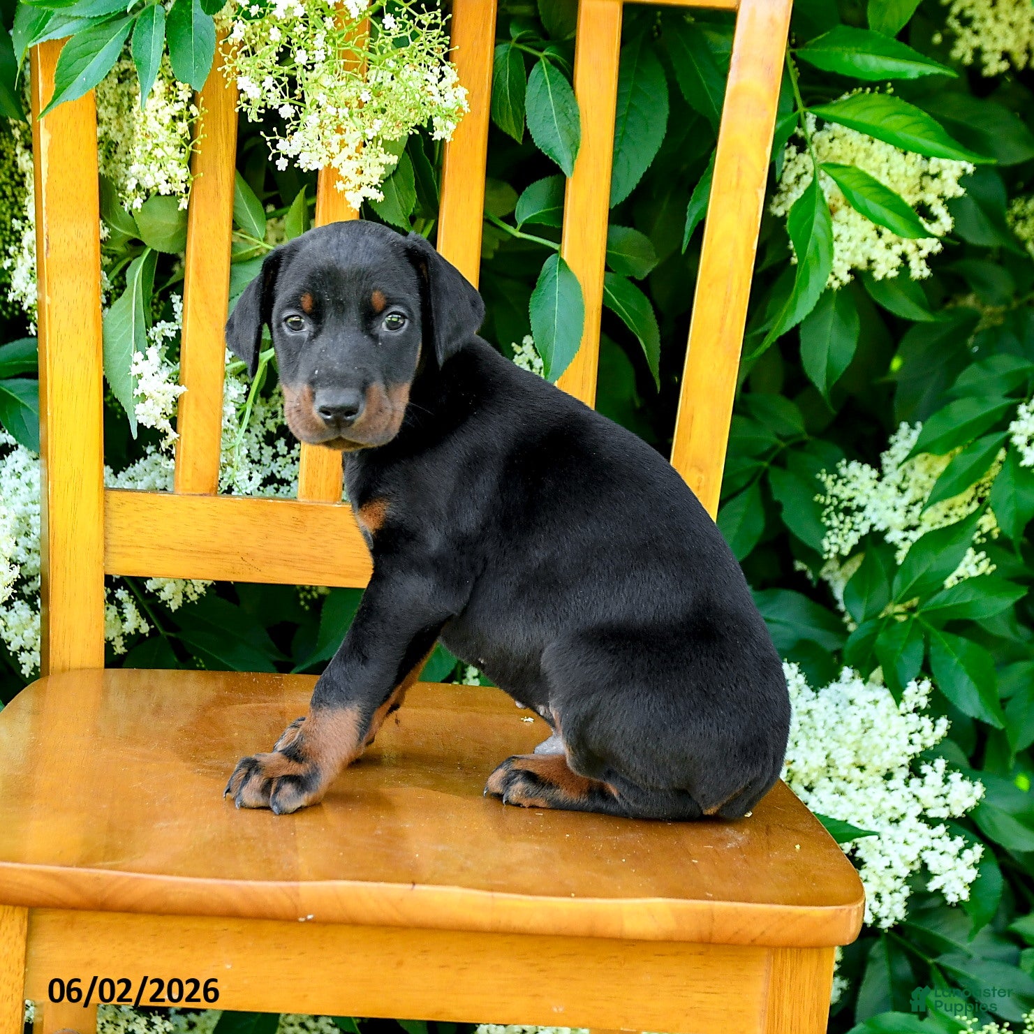 Doberman Pinscher dogs for sale: Laurie - Ad 5