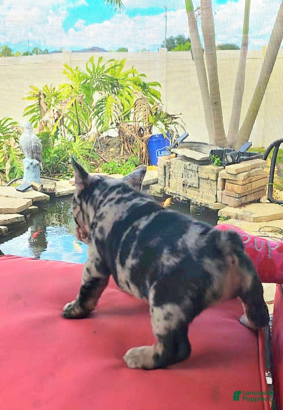 French Bulldog dogs for sale: French Bulldog Puppy 1 - Ad 2